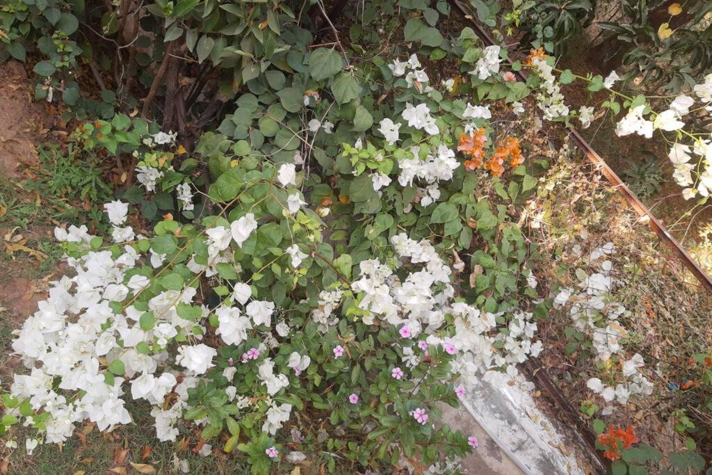 Mamta'S Home- Kensville Nanodra Bagian luar foto