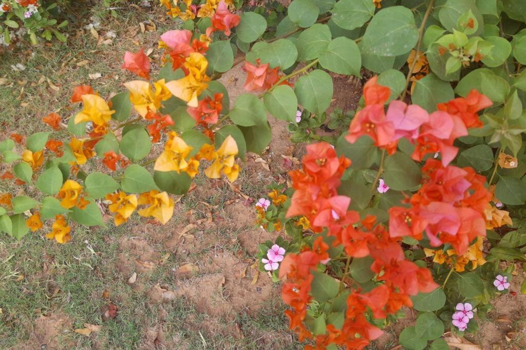 Mamta'S Home- Kensville Nanodra Bagian luar foto